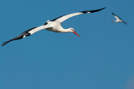 flying stork.