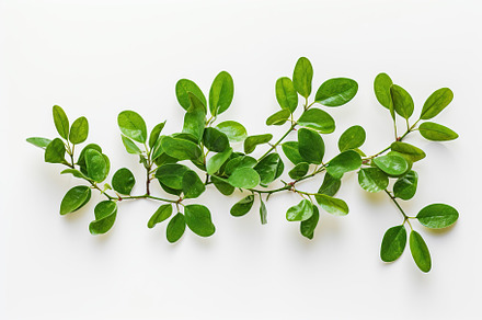 Branch with green leaves on white background, a Nature Photo by AlyaAnd