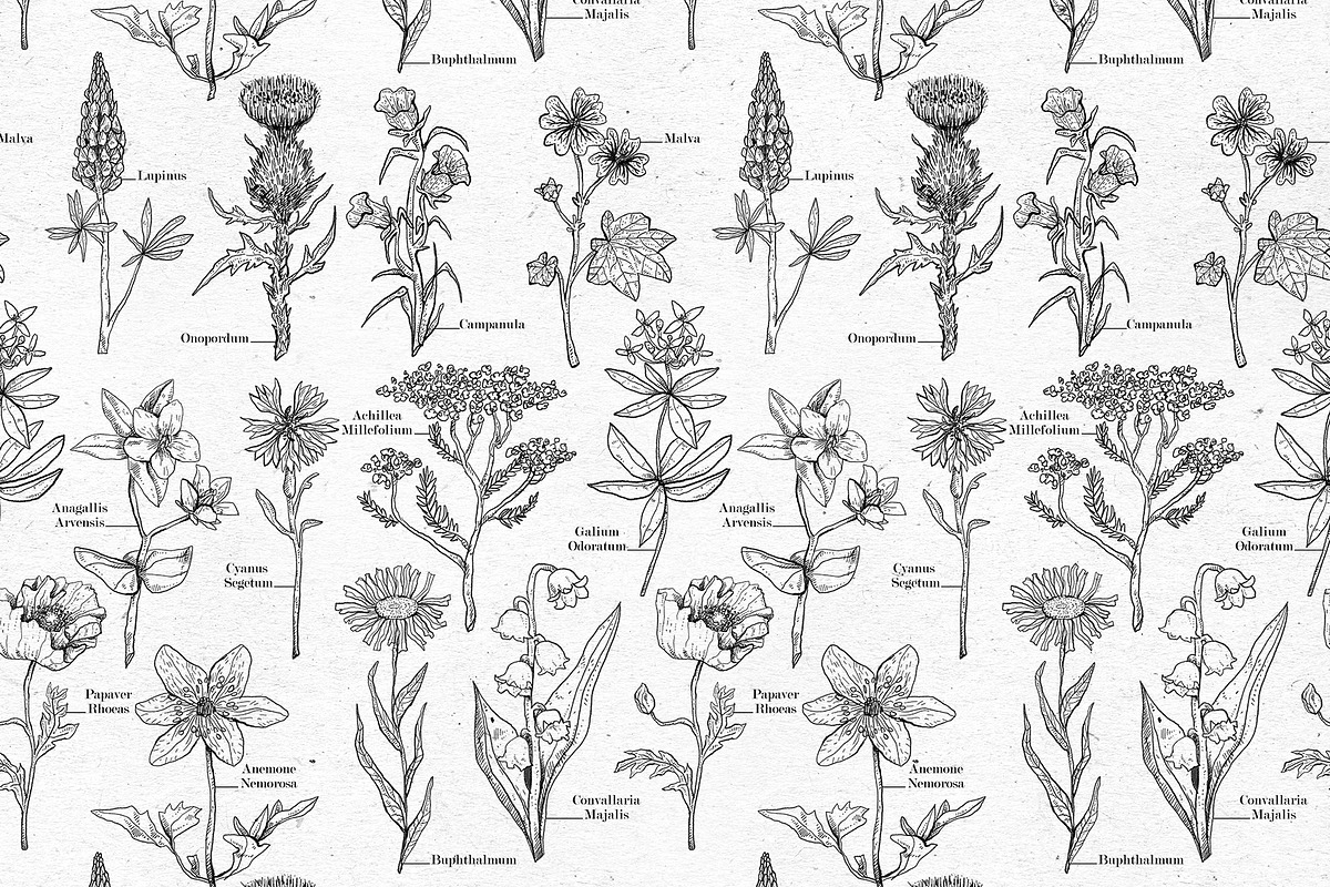 WILD FLOWERS - Graphics Bundle, an Object Graphic by voidea (Photo 2 of 2)