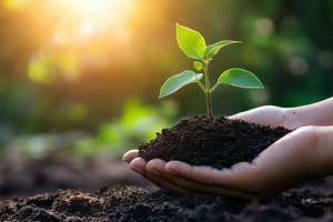 Hand holding a small sapling with so, a Photo by Iftikhar Alam