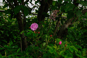 Pink flowers and green foliage in a garden setting in Reykjavik, Iceland, a Photo by AS photostudio