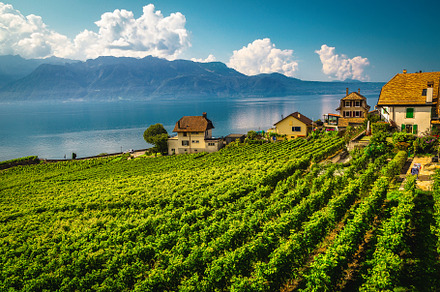 Grape rows on the Geneva lake shore