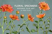 Coral Mums -Realistic Flowers, an Object Graphic by Turning Moss (Thumbnail 2 of 5)