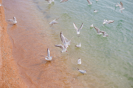 seagulls on the sea