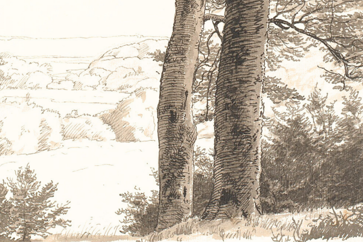 Vintage Tree Sketch PNG, a Decorative Illustration by Pink_bloom (Photo 3 of 8)