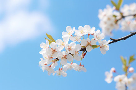 Beautiful blossom branch and blue sky, a Nature Photo by AlyaAnd