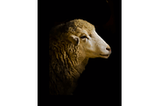 Portrait of a Sheep Illustration, an Animal Illustration by Digital Art Downloads (Thumbnail 3 of 3)