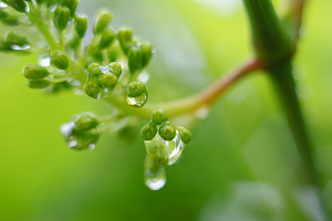 Green young vine grapes with the water drops in the hungarian vineyard at sprin, a Nature Photo by Mark Borbely