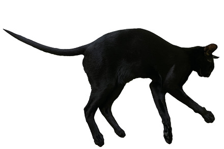 Black oriental cat with long black tail, an Animal Photo by Vapi
