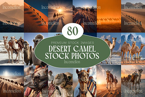 80 Desert Camel Stock Photos, an Animal Photo by Incomelion