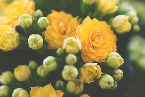 Orange kalanchoe containing flowers, floral, and fleurs