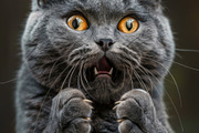 236 surprised animals, an Animal Photo by Handmadefont (Thumbnail 27 of 241)