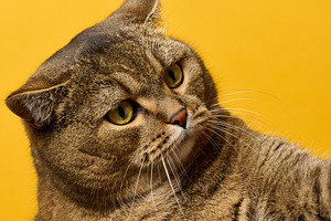 Close-up of a beautiful tabby cat with expressive eyes on a brig, an Animal Photo by ndanko