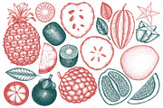 Exotic Plants Vector Collection#2, a Food Illustration by Lubov Illustrations Shop (Thumbnail 2 of 3)