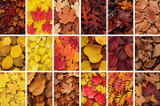 Fall Leaves Background Bundle, a Background Photo by Selenique Studio (Thumbnail 7 of 7)