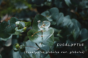 Valerie Handwritten Font, a Handwritten Font by Sense Library (Thumbnail 5 of 9)