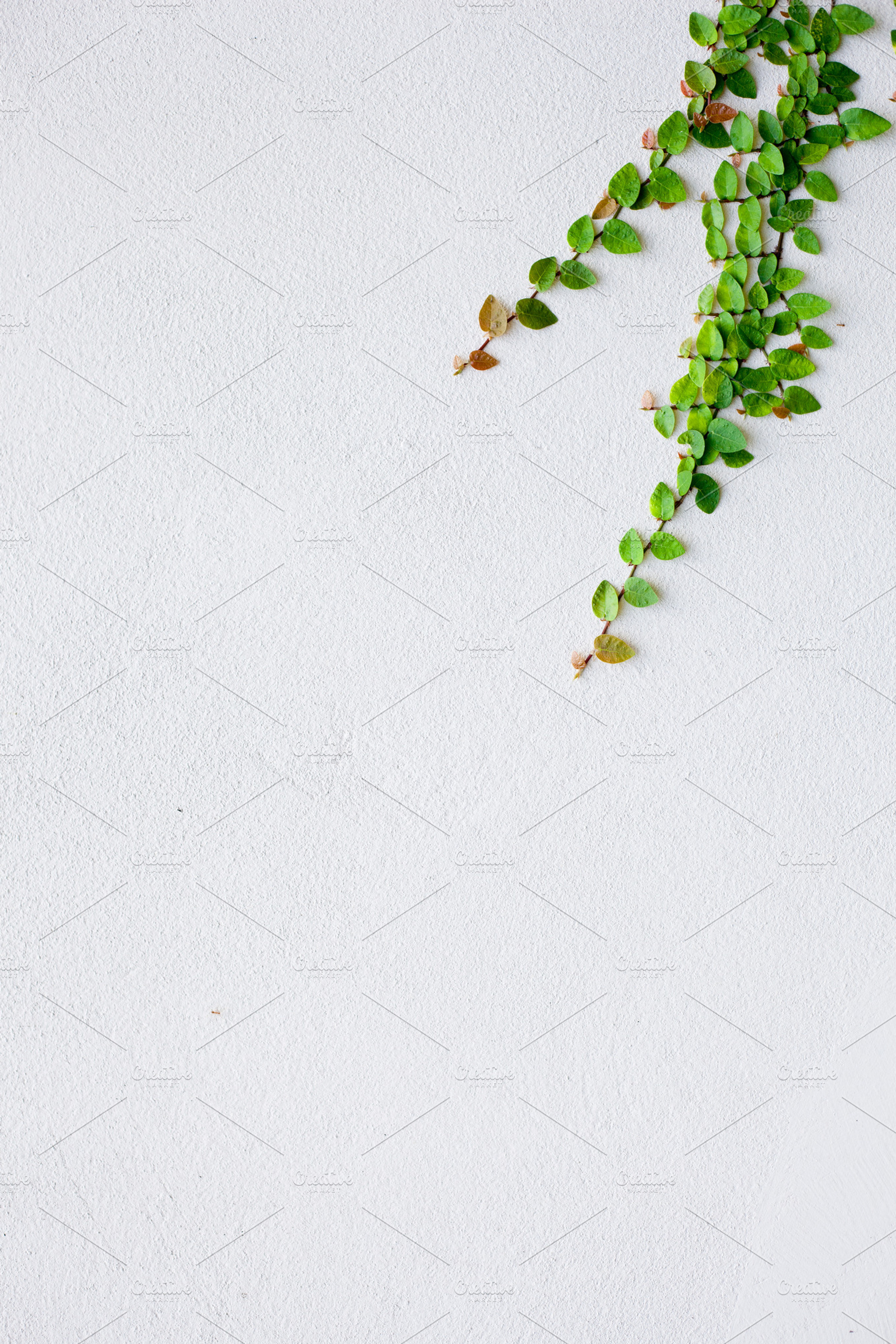Leaves and old walls featuring abstract, ancient, and antique, a Nature Photo by a454