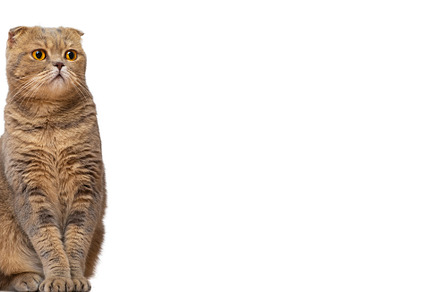 A red-haired Scottish fold cat with yellow eyes isolated on a white background.