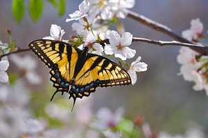 Butterfly containing butterfly, monarch, and spring