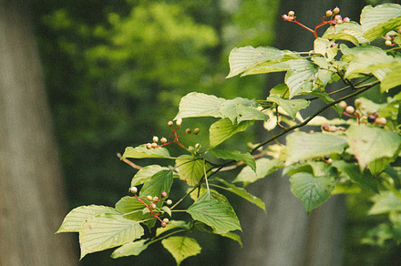 Branch with Trees