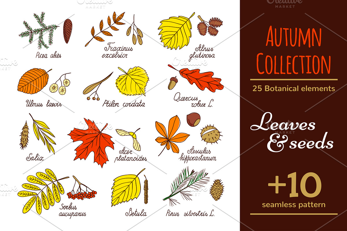 Leaves and seed - Autumn Collection, an Illustration by EvgeniaV (Photo 1 of 3)