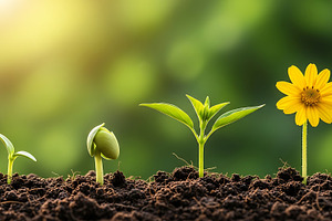 Growth Stages of Sunflower Plant, a Nature Photo by Artonix