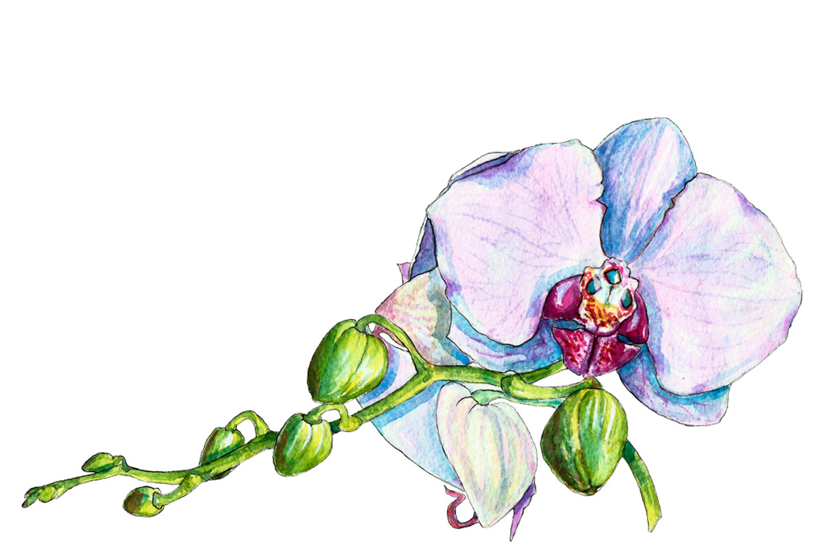 Bundle offer of watercolors, an Animal Illustration by Watercolor_Vector Graphic (Photo 4 of 27)
