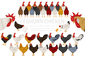 Leghorn Chicken Breed Clip Art