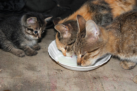 Two cats are away the kitten milk, an Abstract Photo by Artsaba Family