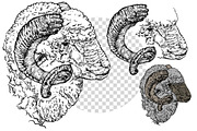 Hand drawn Ram, an Animal Illustration by ArtOwl (Thumbnail 4 of 5)