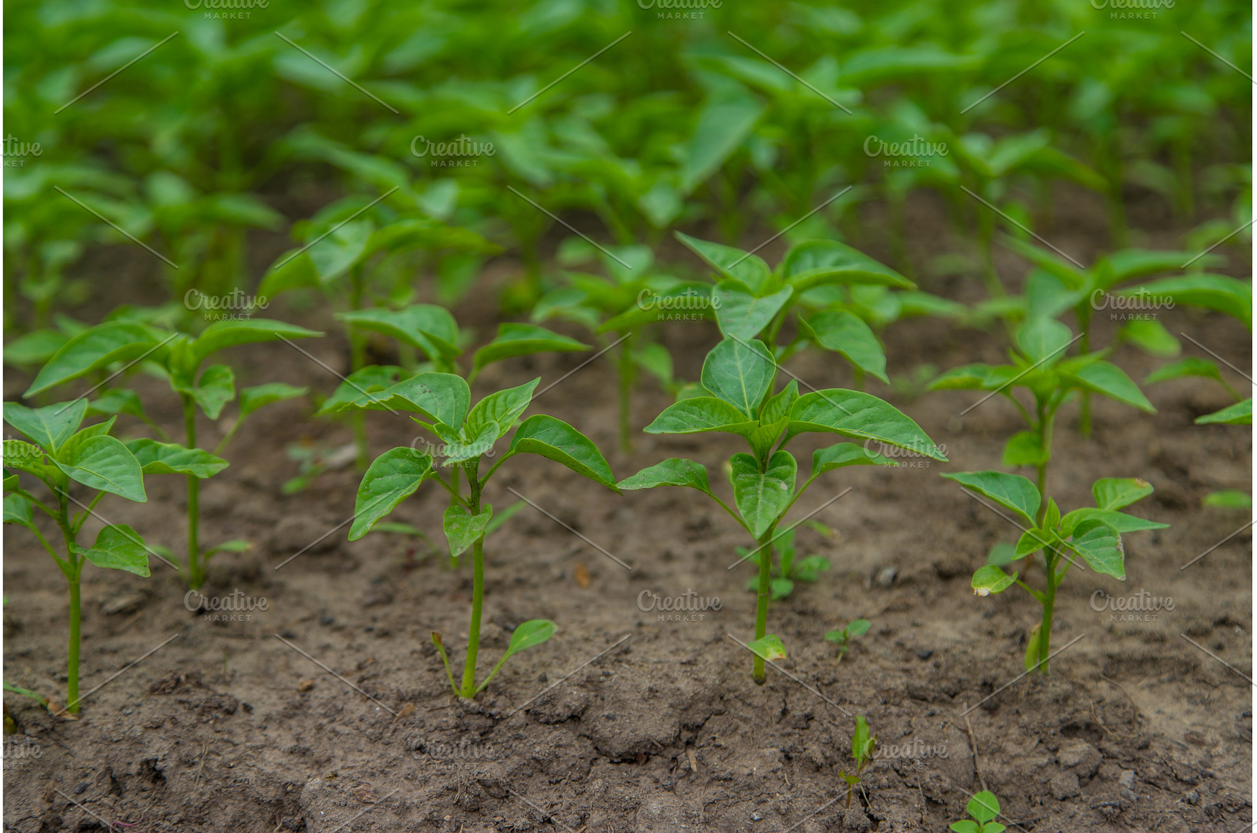 Pepper seedlings in a greenhouse, a Nature Photo by yanadjana