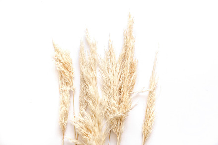 Pampas Grass on white