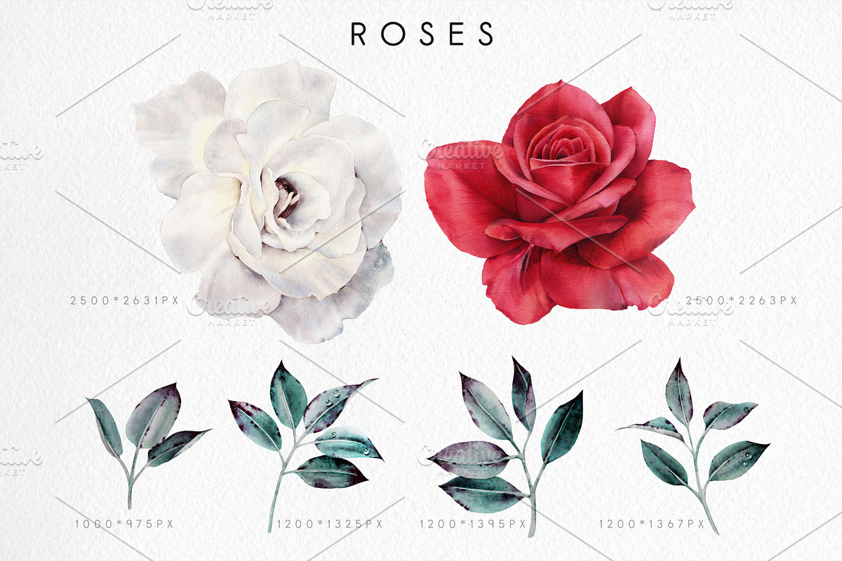 WATERCOLOR BUNDLE Peonies & Roses, an Illustration by ollalya (Photo 14 of 101)