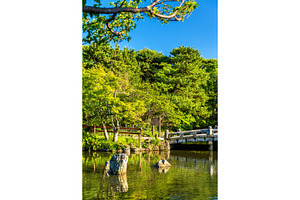 Maruyama park in kyoto japan stock photo containing park and maruyama, a Nature Photo by Leonid Andronov