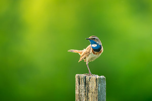 Male Bluethroat Bird, Copy Space, an Animal Photo by Fascinadora