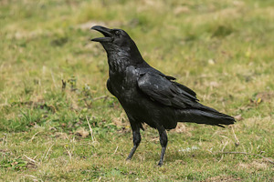 Corvus corax featuring animal, bill, and bird, an Animal Photo by Nat