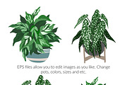 Indoor Plants, Vector Set, an Object Graphic by JSolomatina (Thumbnail 6 of 13)