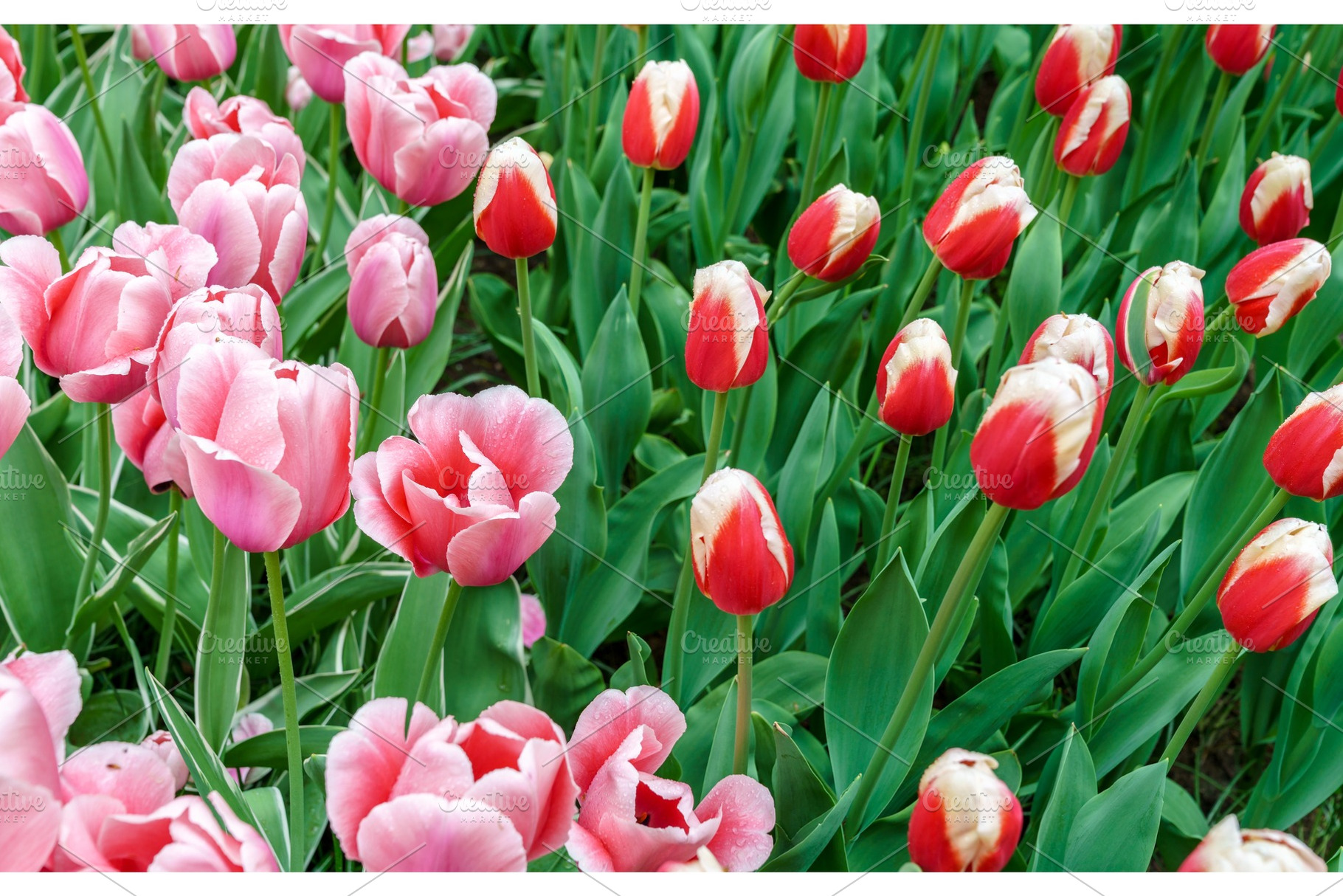 Colorful tulips at the keukenhof the netherlands stock photo containing, a Nature Photo by Leonid Andronov