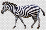 Zebra transparent png featuring animal, animals, and zoo, an Animal Photo by mikenoki (Thumbnail 1 of 2)