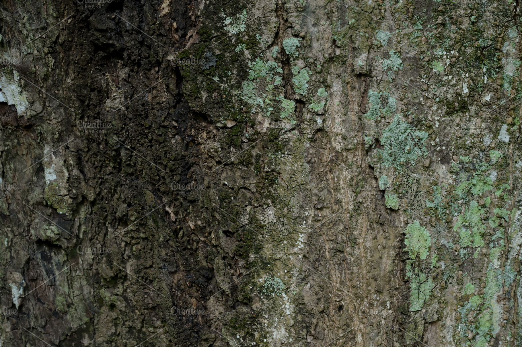 Close Up Texture of bark on a tree, a Photo by Riza Azhari