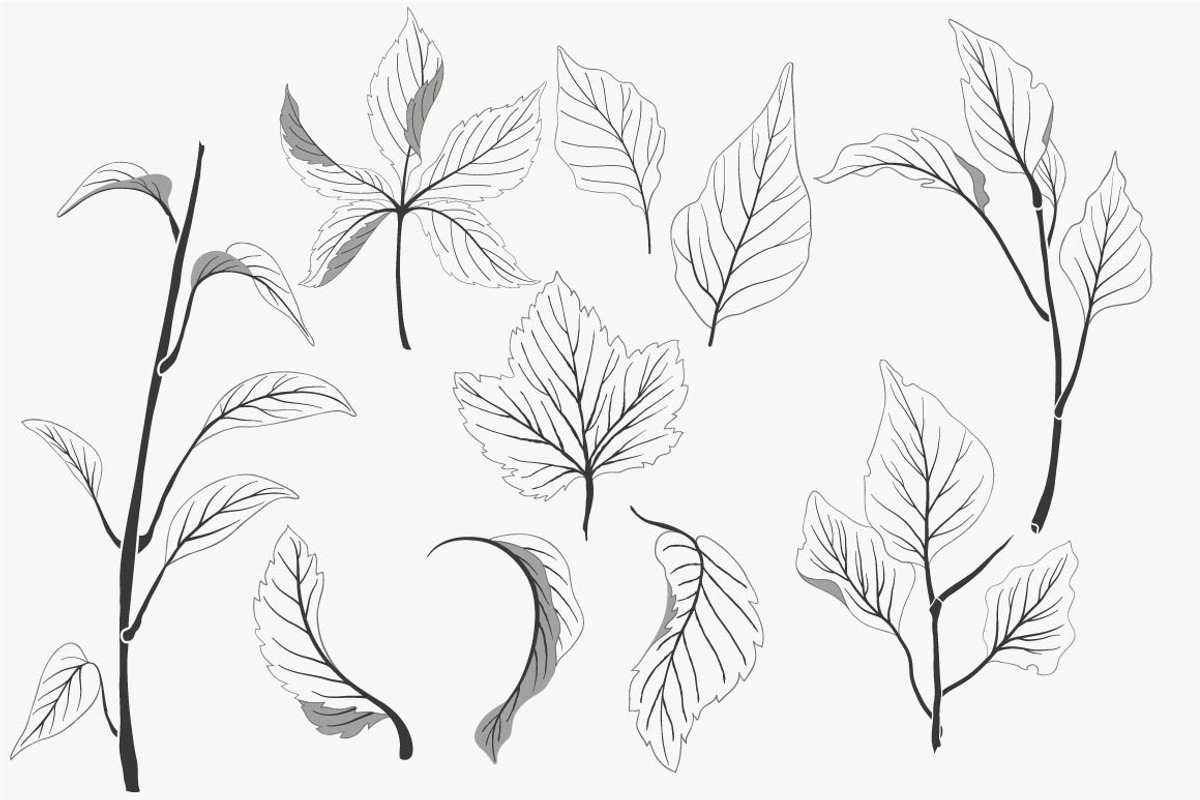 Botanical vector elements, an Object Graphic by Solana (Photo 3 of 3)
