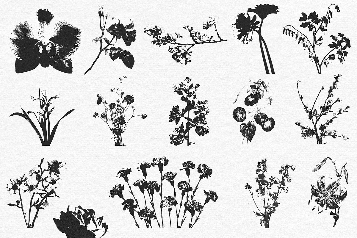Floral Halftone & Ink PNG Overlays, an Object Graphic by alonahaidash (Photo 9 of 11)