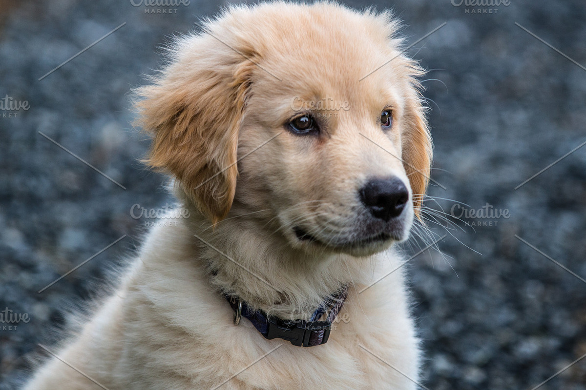 Golden retriever puppy containing dog, puppy, and canine, an Animal Photo by Straightshooter (Photo 2 of 2)