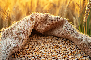Harvesting golden wheat grains in a vibrant sunset landscape near a wheat field, a Nature Photo by AlyaAnd