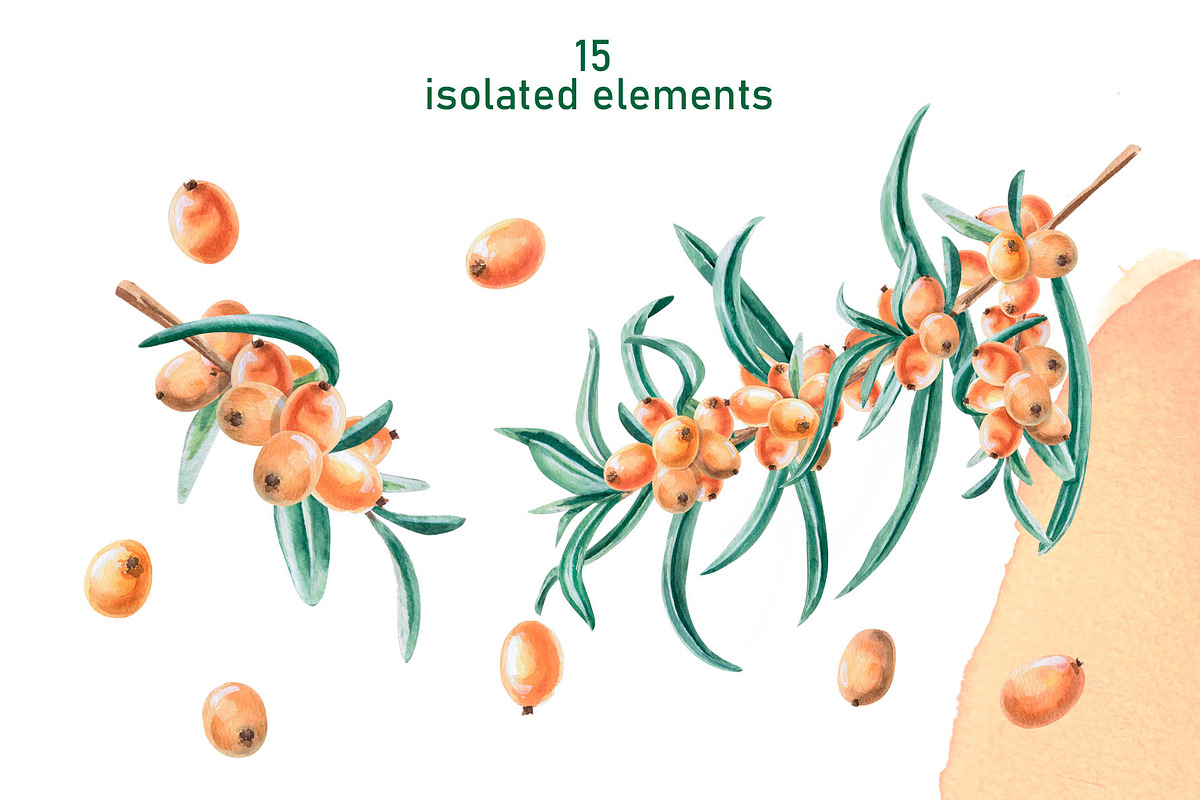 Sea Buckthorn and Ginger, a Food Illustration by SvetLana (Photo 2 of 12)