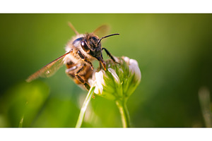 Honeybee on White Clover Flower in, an Animal Photo by MadPhotos