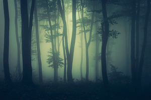 Mysterious foggy Transylvanian woods