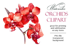 Orchids. Watercolor Clipart