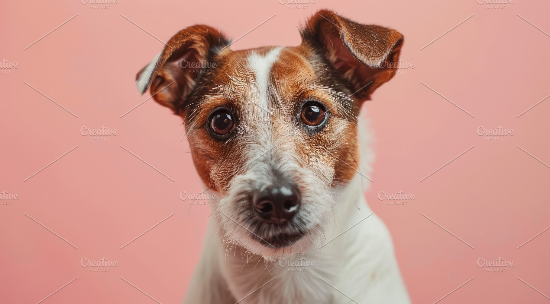 Tan Dog with Floppy Ears Posing Against Pink Backdrop - Generati, an Animal Photo by José Manuel Gelpi