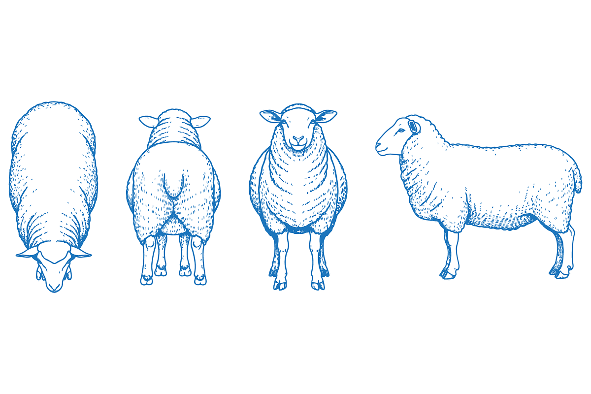 Hand Drawn Sheep Vector Illustration, an Animal Illustration by MkStudio